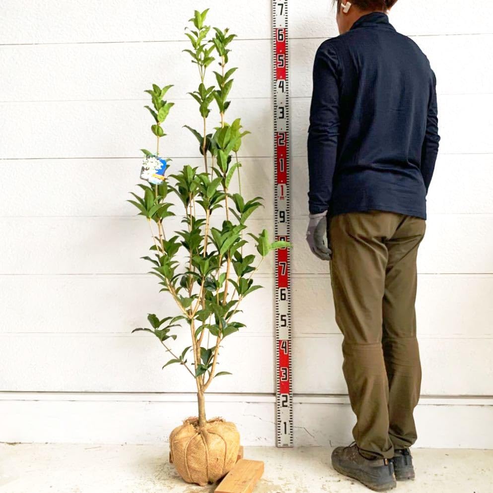 Amazon.co.jp: 銀木犀 ギンモクセイ 約:150cm 根巻 庭木 ガーデン